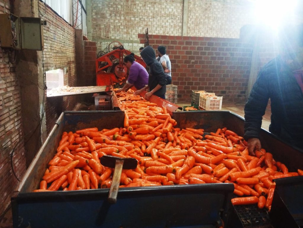 Comedores comunitarios se benefician con donación de zanahorias en Itapúa
